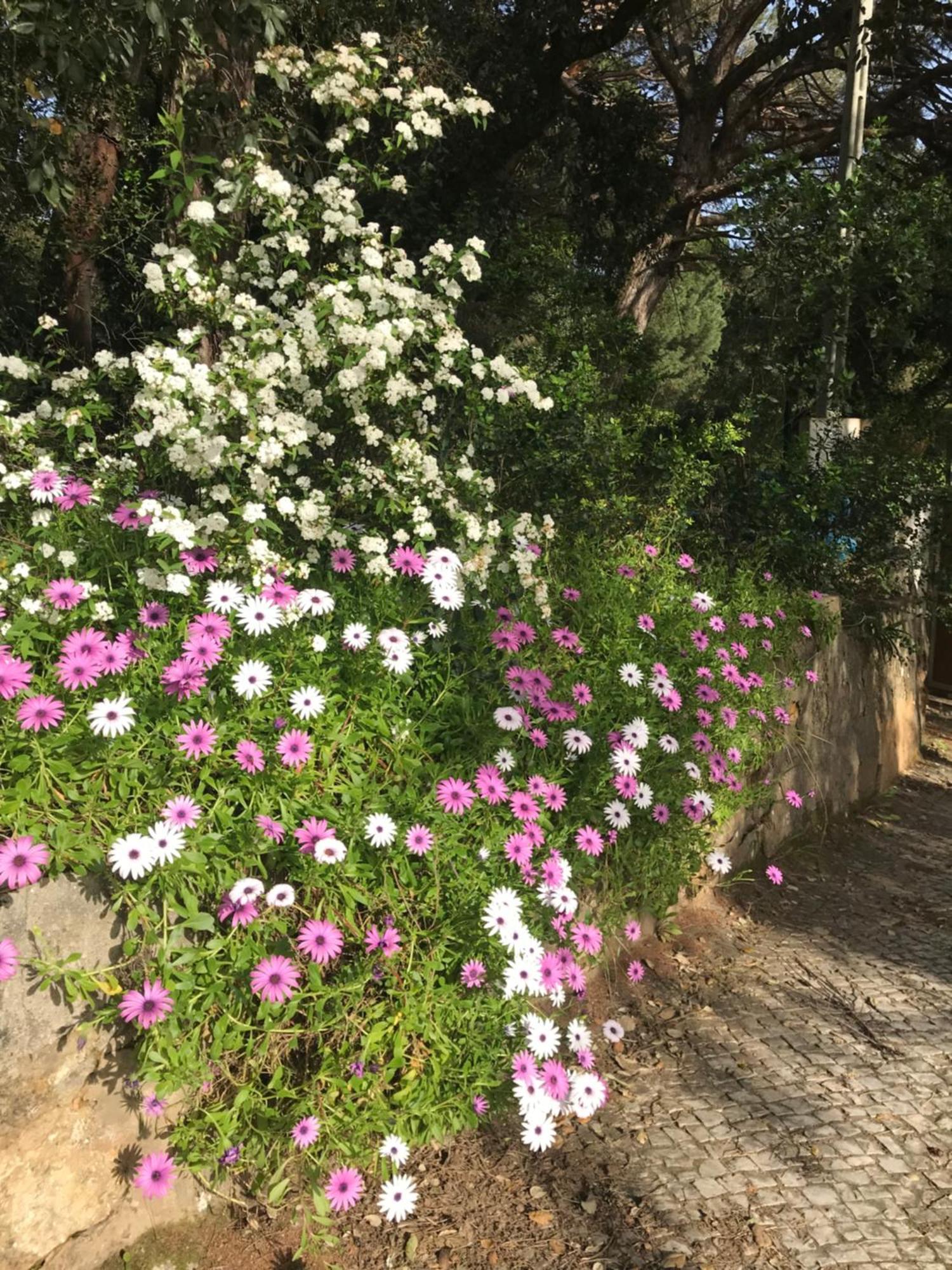 Quinta Dos Canais Setúbal Dış mekan fotoğraf